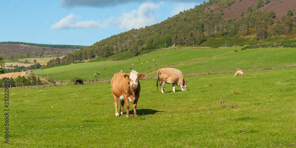 Fototapeta premium Panorama of Simmental cows on organic pasture in Aberdeenshire, Scotland, UK
