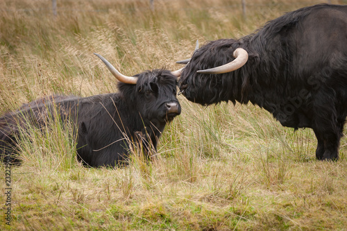 A longhorn bull and cow in field of long grass on wet day in Scotland