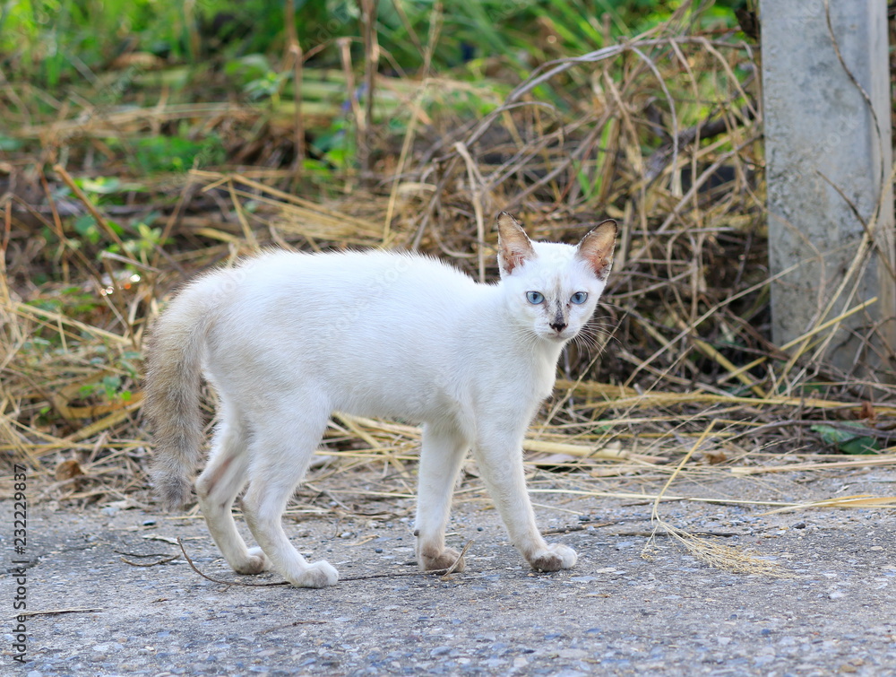 The kitten are walking on the road, staring. The kitten are walking on the road, staring.