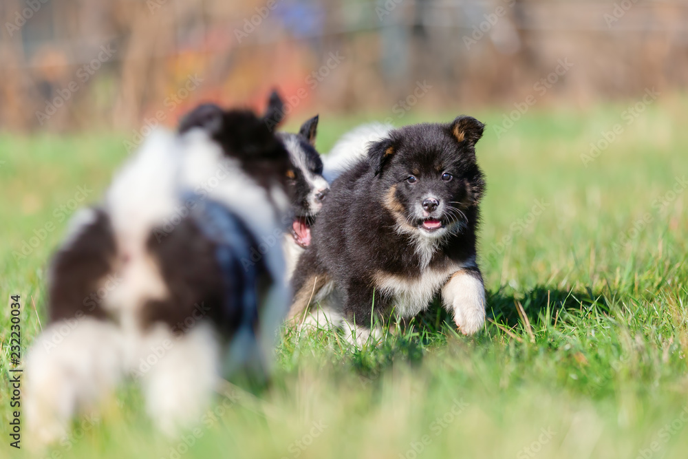Naklejka premium cute Elo puppies are playing on the meadow