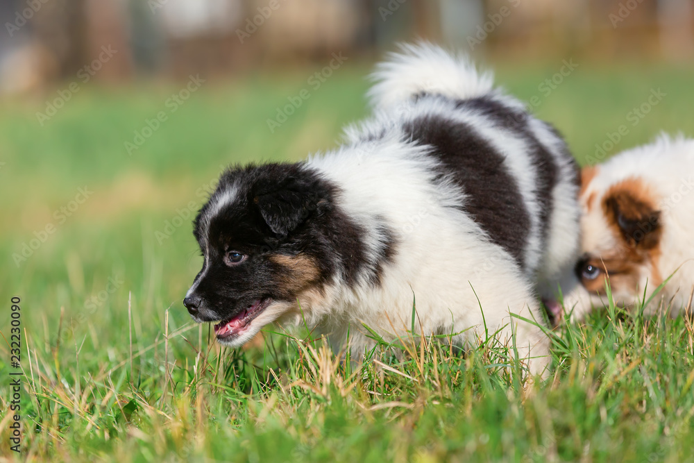 two Elo puppies are playing on the meadow two Elo puppies are playing on the meadow