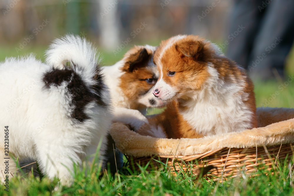 Elo puppies are playing in and around a basket Elo puppies are playing in and around a basket
