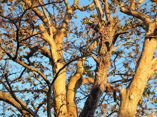 autumn tree Crape-myrtle  photo