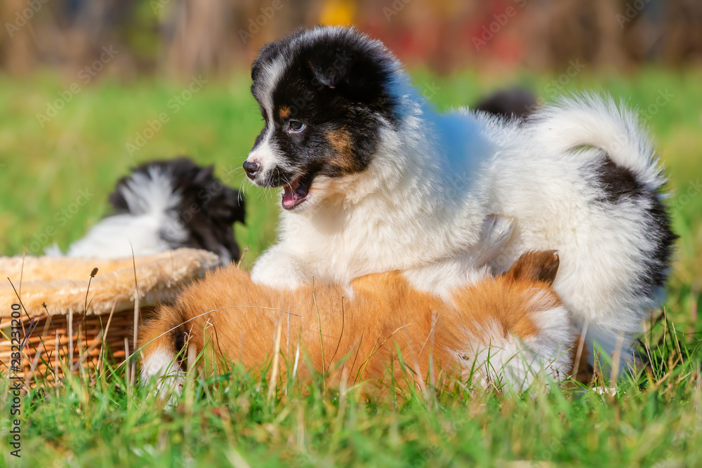 Naklejka premium cute Elo puppies are playing on the meadow