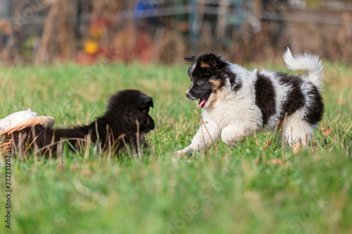 two Elo puppies are playing on the meadow