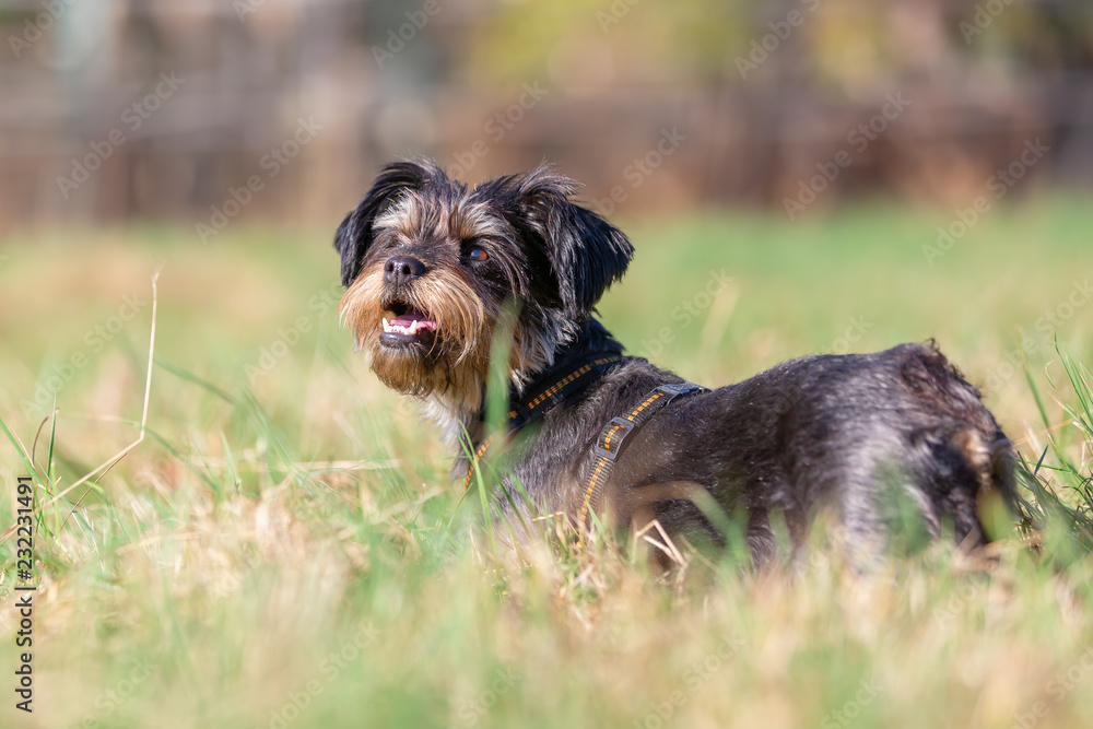 portrait of a cute small dog on the meadow