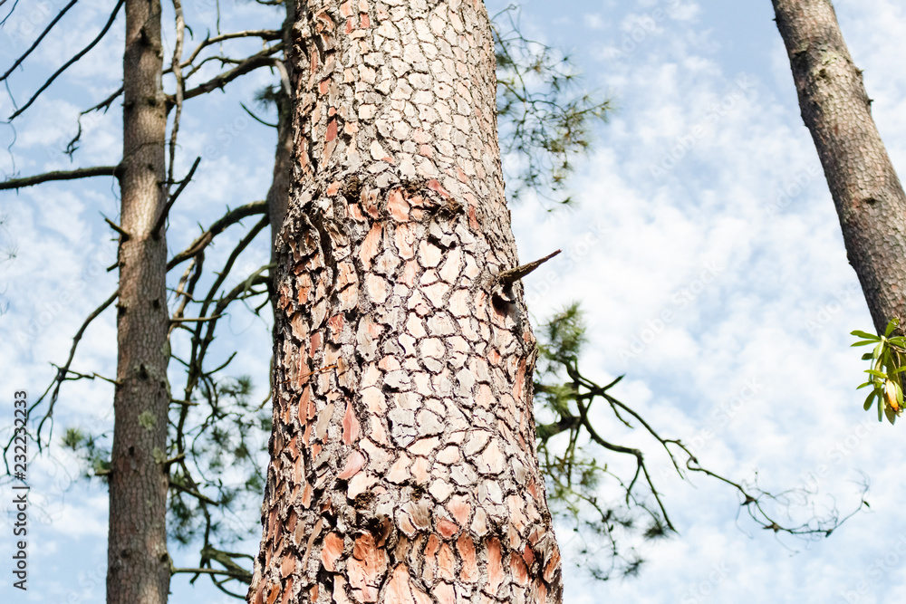 Structure of pine tree bark closeup with trees against sky. Background, Batumi, Georgia Structure of pine tree bark closeup with trees against sky. Background, Batumi, Georgia