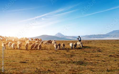 Beautiful grassland and flock photo