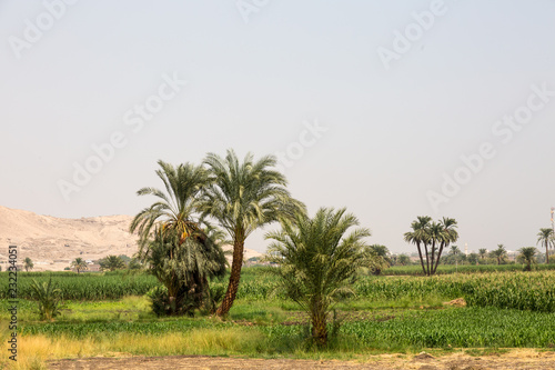Landscape near Luxor