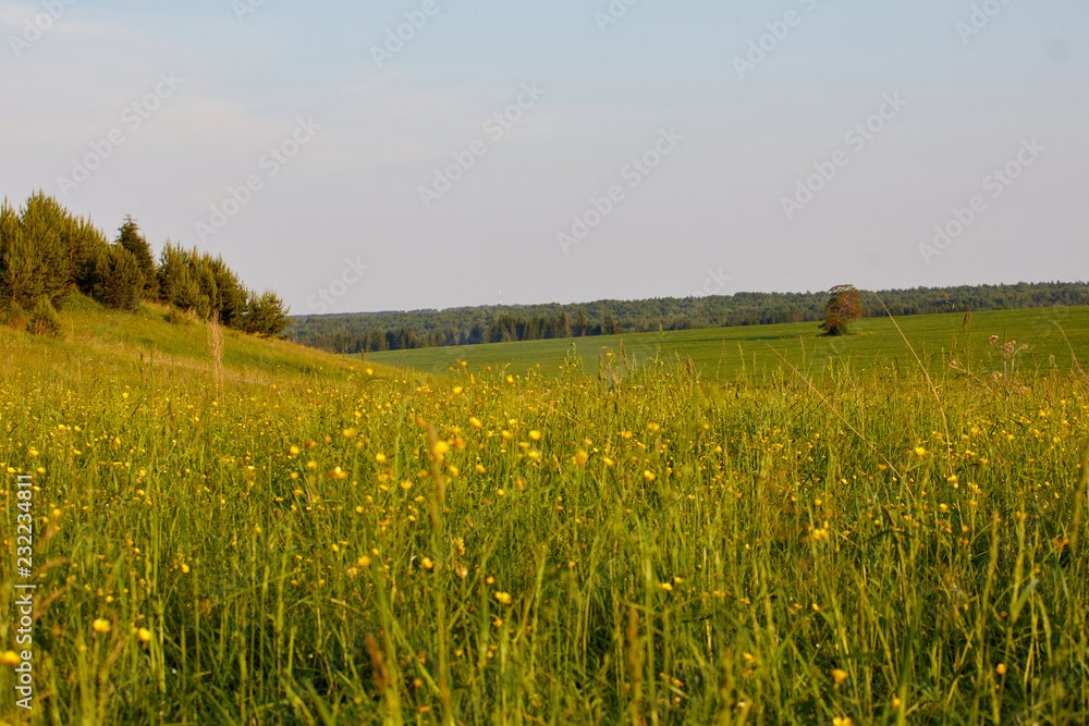 Beautiful summer landscape with field and flowers. Green landscape lit by the sun at sunset. Europe