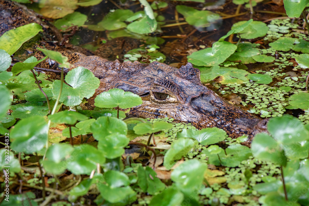 Caiman Caiman