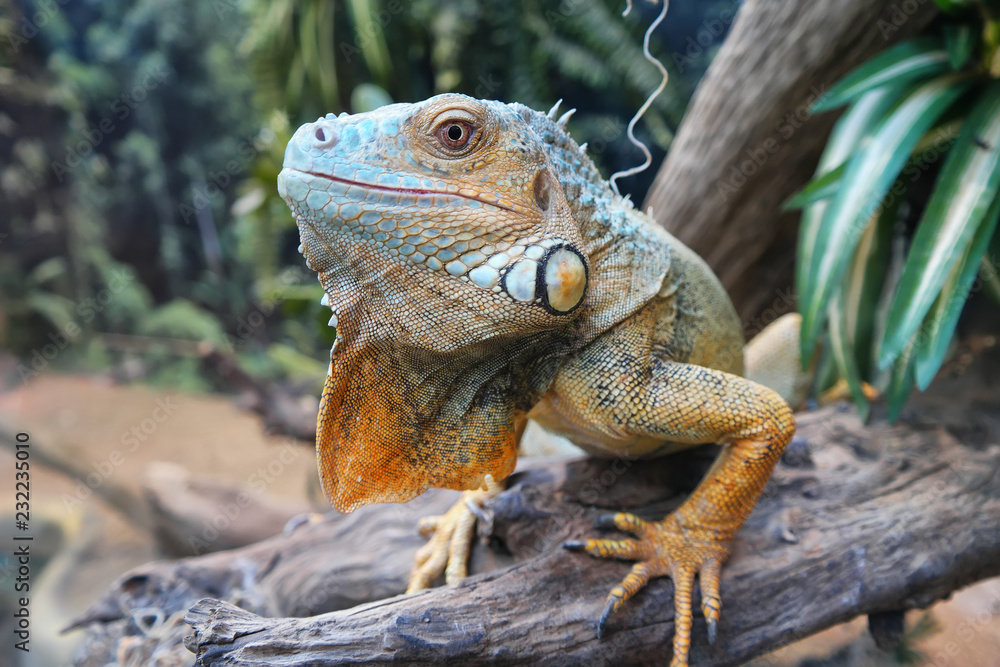 Obraz premium Iguana ordinary or green