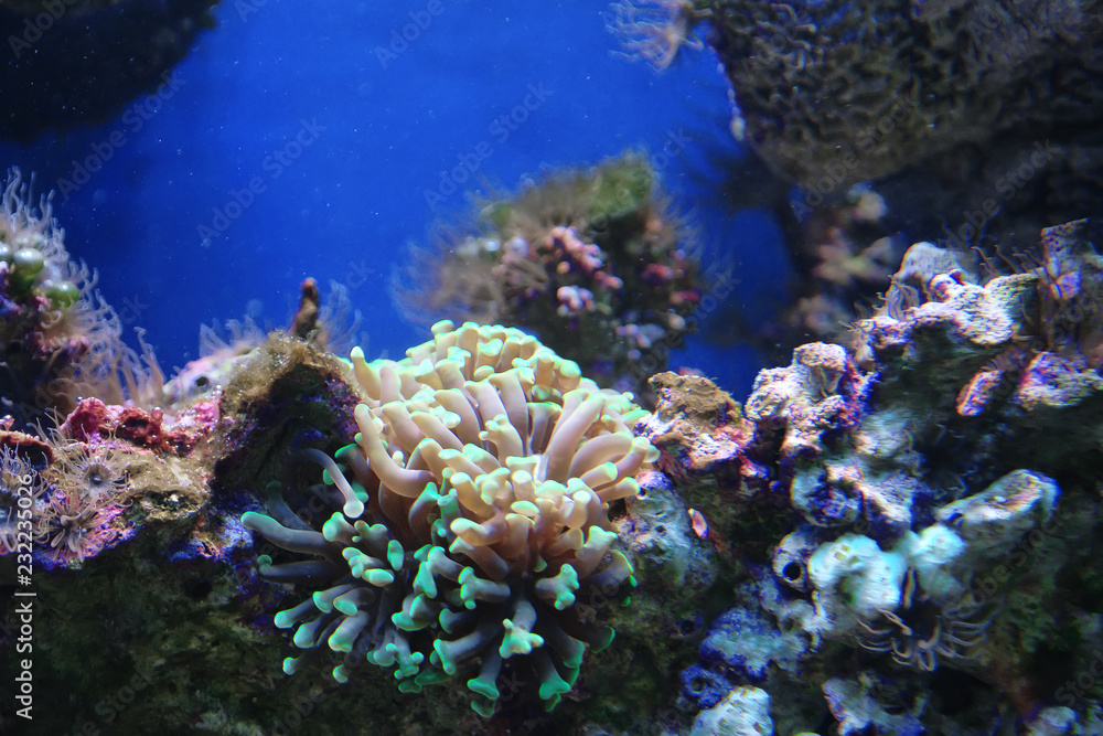 Fototapeta premium Marine reef dwellers
