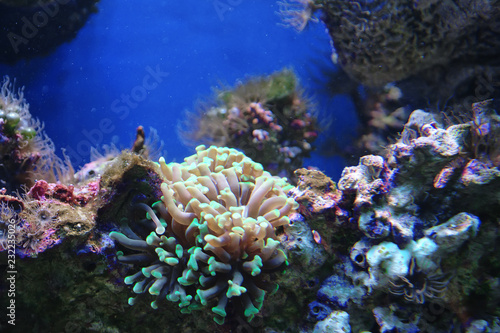 Marine reef dwellers
