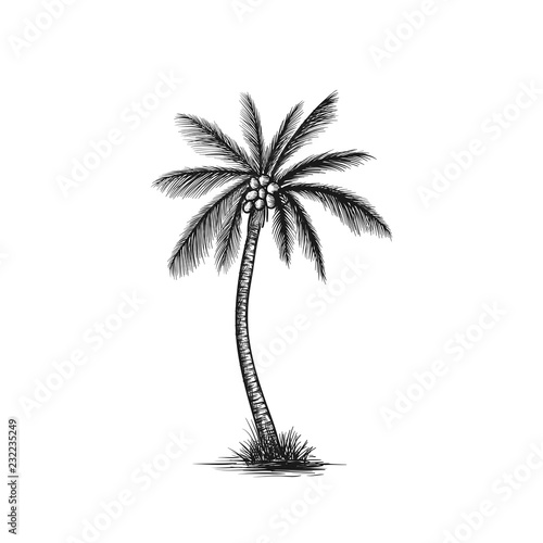 Hand drawn coconut tree vector