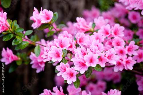 Bright pink  rhododendron flowers (azalea flowers) photo