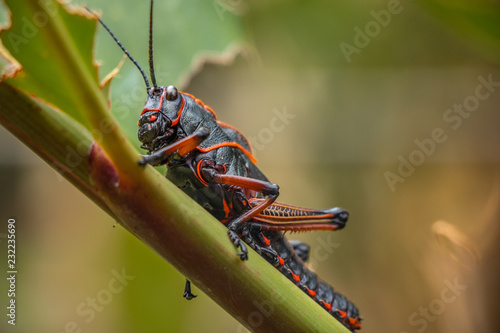 Lubber Grasshopper photo