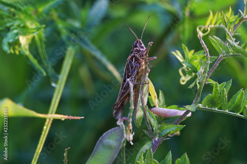grasshopper on grass