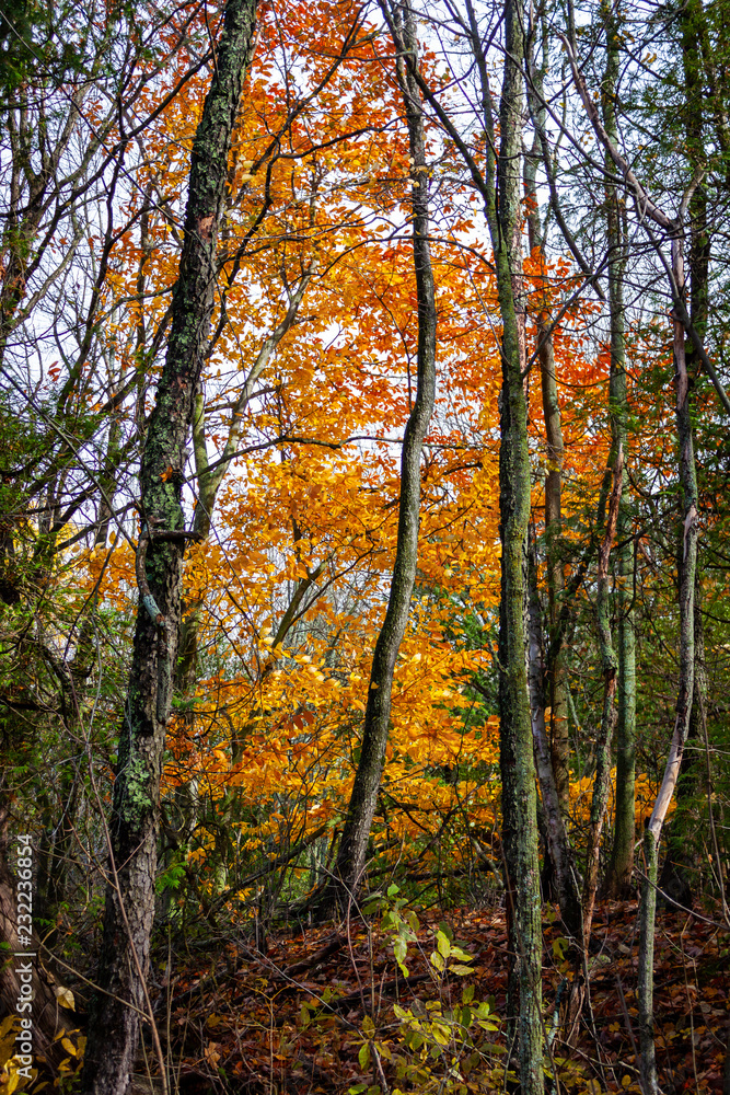 autumn in the forest