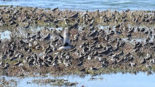 HD video of many sandpipers gathered in shallow water along the coast of California. photo