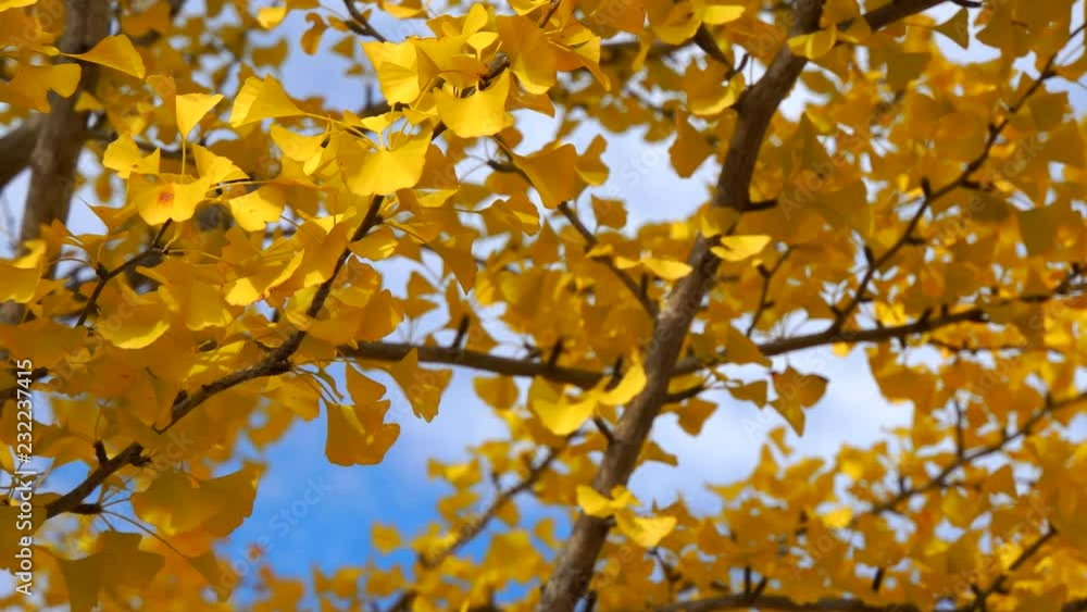 紅葉-Autumn leaves-05 紅葉-Autumn leaves-05