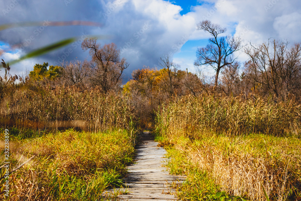 Fototapeta premium autumn in the park