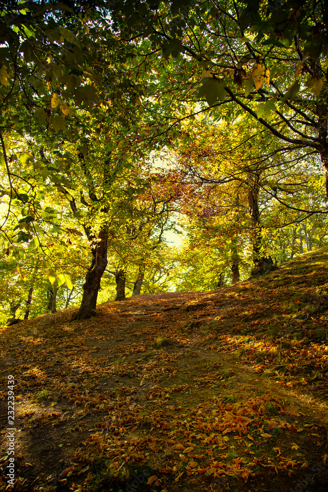 Autunno a Camaldoli