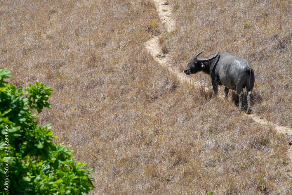 Buffalo standing on dirt trail
