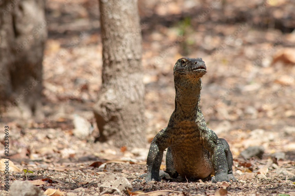 Young Komodo dragon standing up, Rinca Island, Komodo Islands, Indonesia Young Komodo dragon standing up, Rinca Island, Komodo Islands, Indonesia