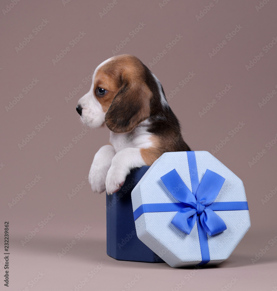 Beagle box deals