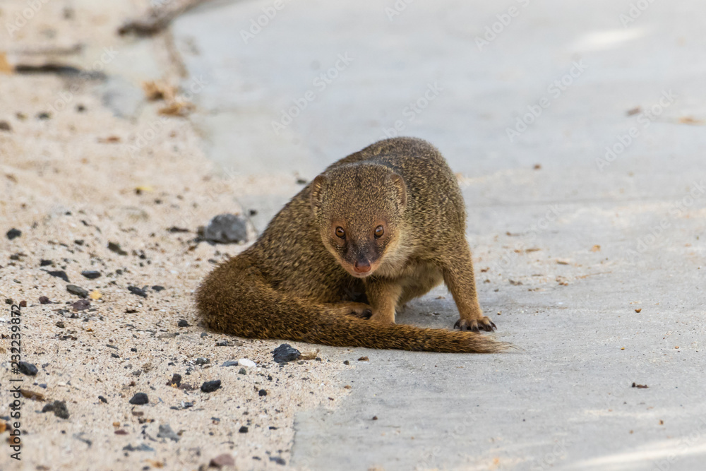 Javan mongoose (herpestes javaicus) near the beach on the Big Island of ...