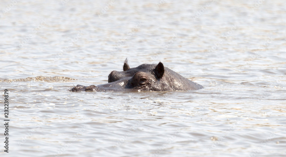 Adult hippo in a pool, Botswana Adult hippo in a pool, Botswana