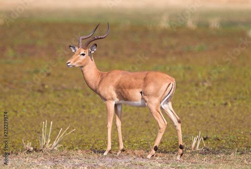 Common Impala (Aepyceros melampus)
