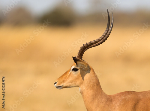 Fototapeta Naklejka Na Ścianę i Meble -  Common Impala (Aepyceros melampus)