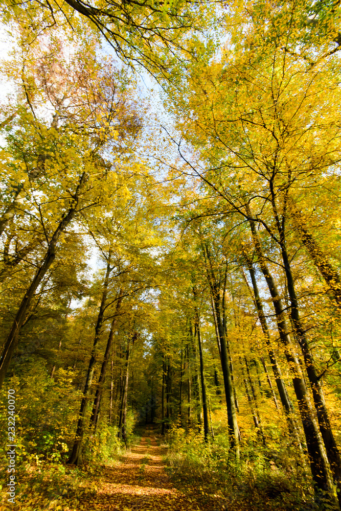 Baumschönheiten, Indian Summer, Schönheit des Herbstes in Wald und Park, Spätsommer, wundervolle Farben, weiches, stimmungsvolles Licht :) Baumschönheiten, Indian Summer, Schönheit des Herbstes in Wald und Park, Spätsommer, wundervolle Farben, weiches, stimmungsvolles Licht :)