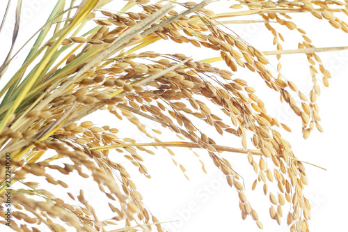 白背景の稲穂のクローズアップ