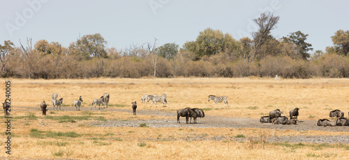 Large group of different animals close to a waterhole © michaklootwijk