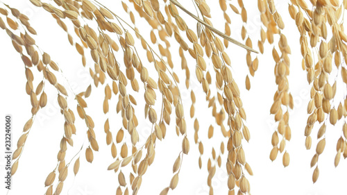 白背景の稲穂のクローズアップ