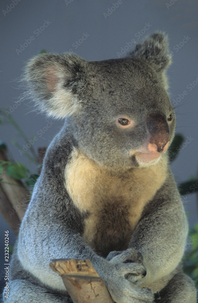 Obraz premium Koala Bear