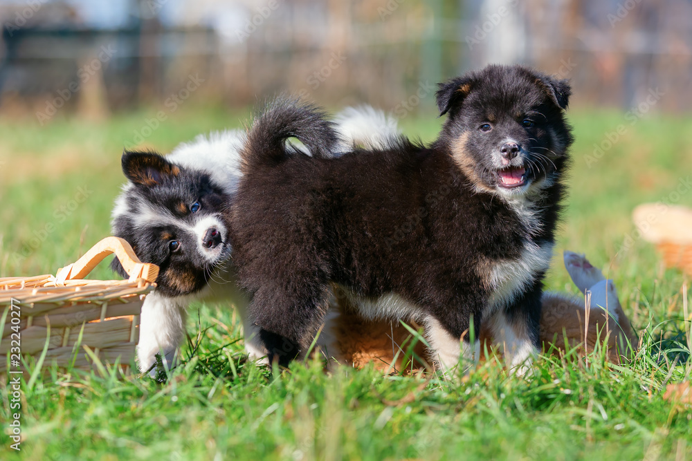 cute Elo puppies are playing on the meadow cute Elo puppies are playing on the meadow
