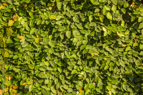 wall overgrown with green leaves. natural texture © Pavel