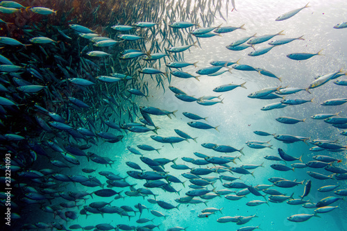 Sardine Ball in Moalboal, Cebu, Philippines - School of Fish