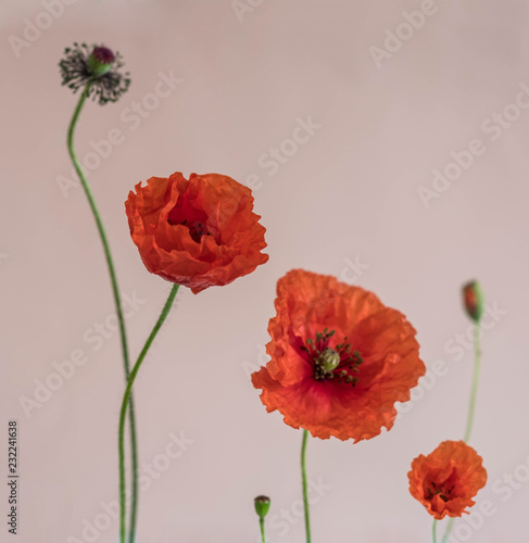 Fototapeta Naklejka Na Ścianę i Meble -  Beautiful red poppies with its buds on pink background