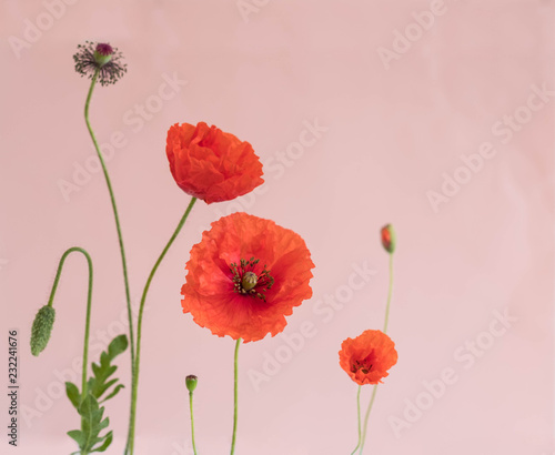 Fototapeta Naklejka Na Ścianę i Meble -  Beautiful red poppies with its buds and leaves on pink background