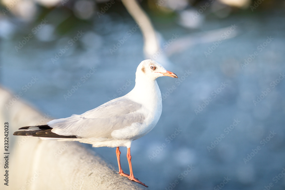 The gulls, flying on the wooden floor, bridges, flying, food from the hands of visitors, wings spread, and flying activities, are the natural beauties of the popular poultry. seasonal The gulls, flying on the wooden floor, bridges, flying, food from the hands of visitors, wings spread, and flying activities, are the natural beauties of the popular poultry. seasonal