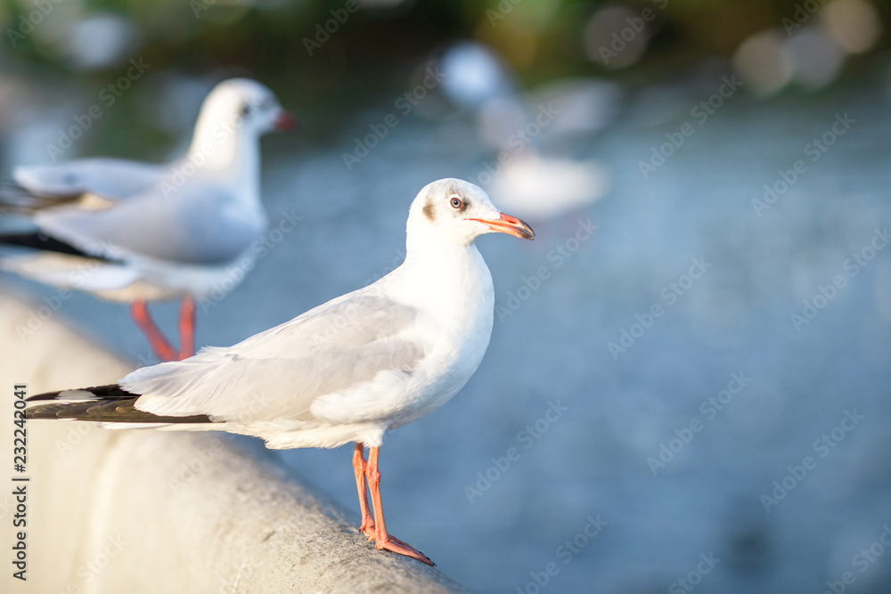 The gulls, flying on the wooden floor, bridges, flying, food from the hands of visitors, wings spread, and flying activities, are the natural beauties of the popular poultry. seasonal The gulls, flying on the wooden floor, bridges, flying, food from the hands of visitors, wings spread, and flying activities, are the natural beauties of the popular poultry. seasonal