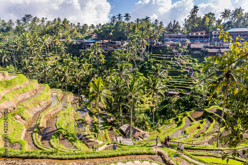 rice terraces, bali, indonesia