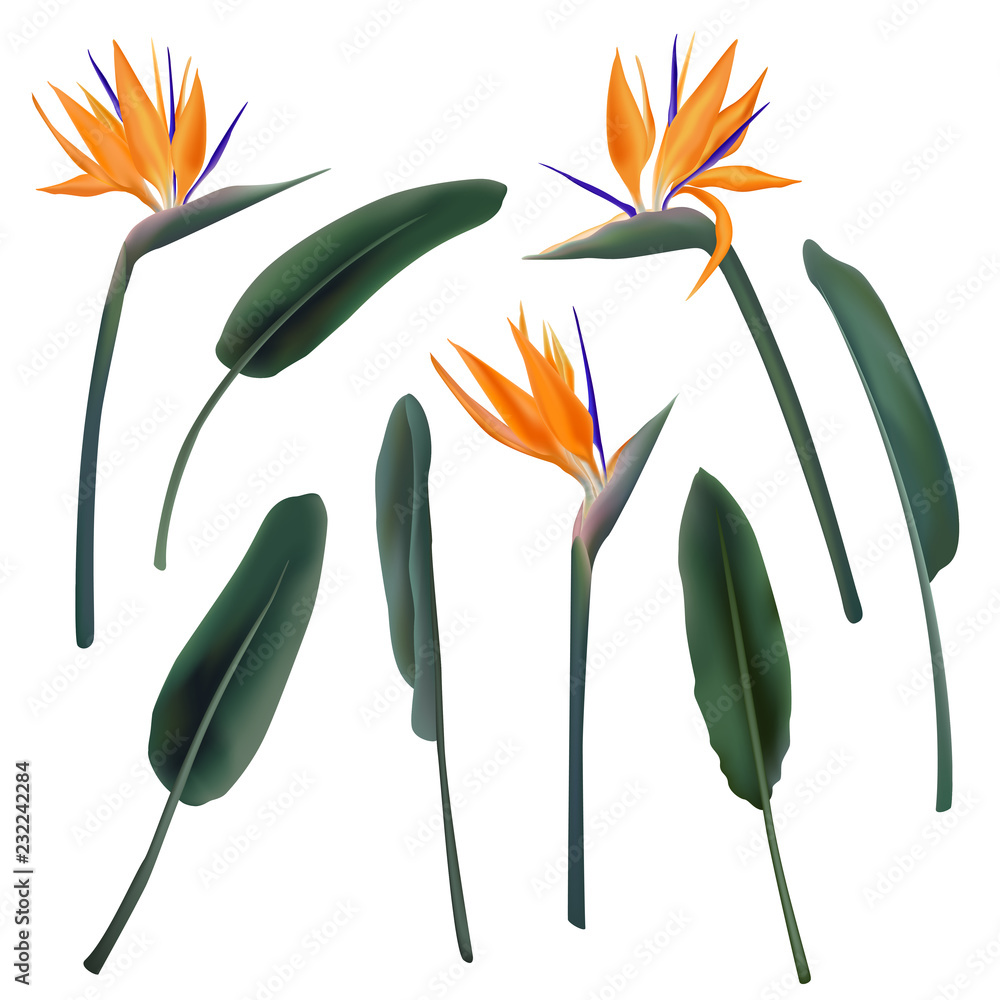 Strelitzia Reginae flower vector illustration collection isolated on white. Green leaves, orange and violet blossom realistic design set. South African plant, so called crane or bird of paradise. - obrazy, fototapety, plakaty 