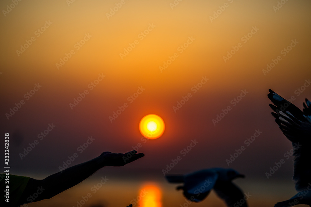 The silhouette of a gull, flying from the hands of a tourist with the sun rising back to the horizon by the sea, some very flying birds, a flying bird wallpaper.