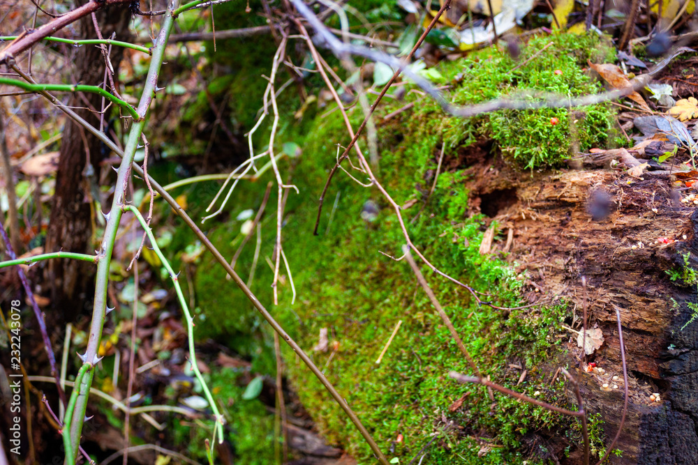 moss in the forest moss in the forest